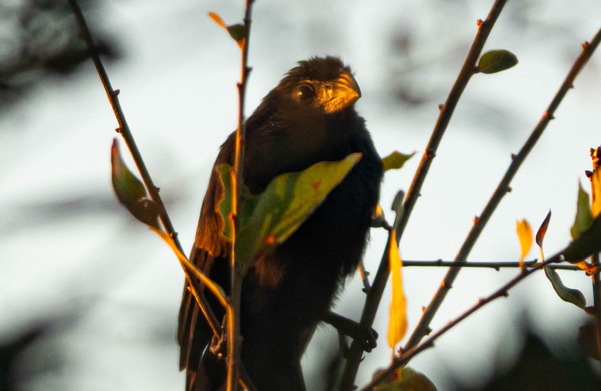 Морщинистоклювая ани - ML645616588