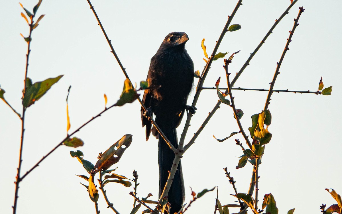 Морщинистоклювая ани - ML645616589