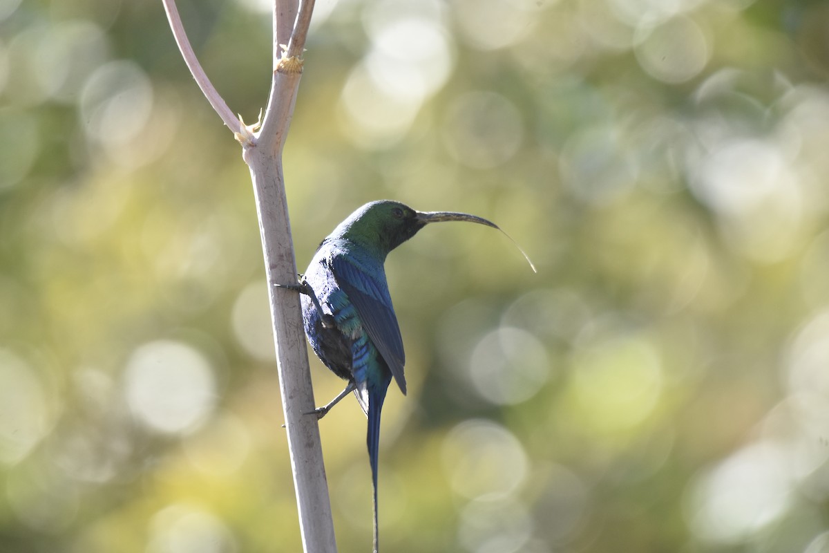 Малахитовая нектарница - ML645616590