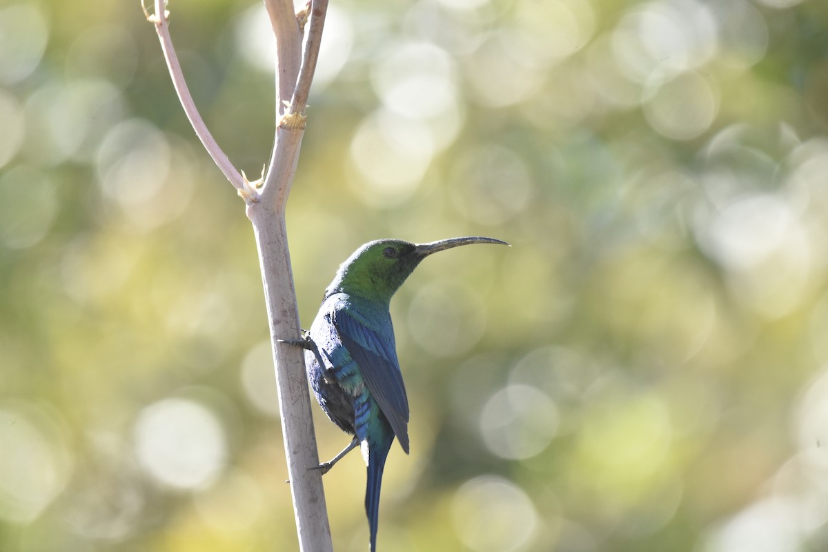 Малахитовая нектарница - ML645616591