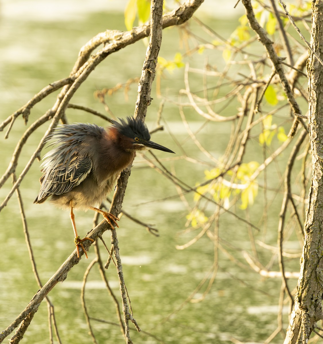 Зеленоспинная цапля - ML645616594