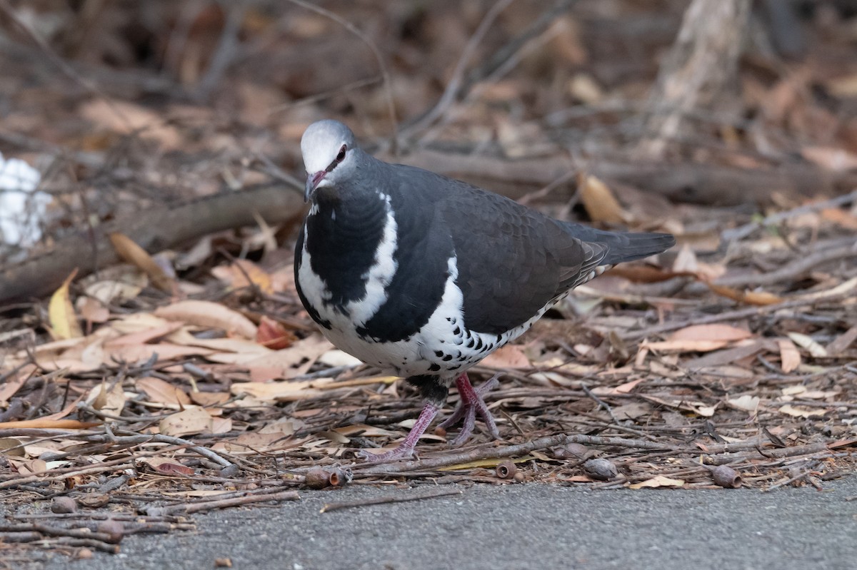 Вонга - ML645616595