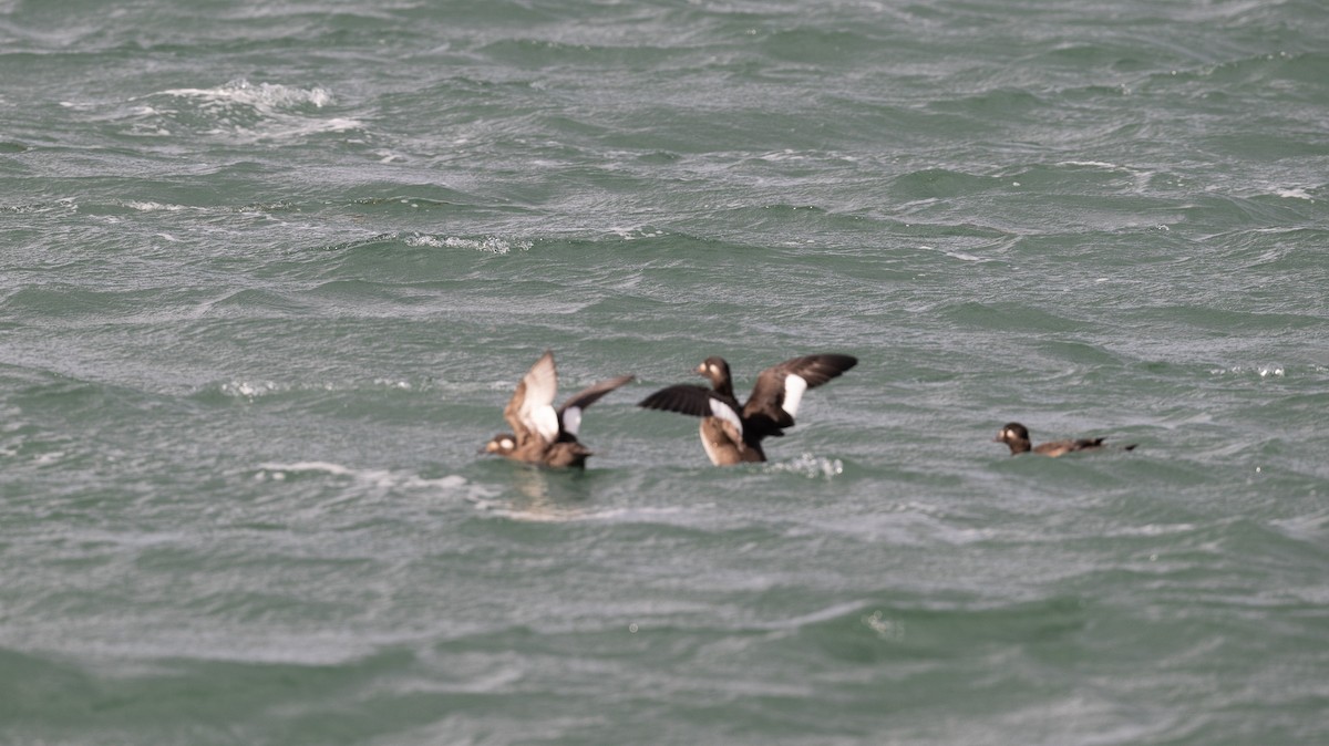 Белокрылый турпан - ML645616597