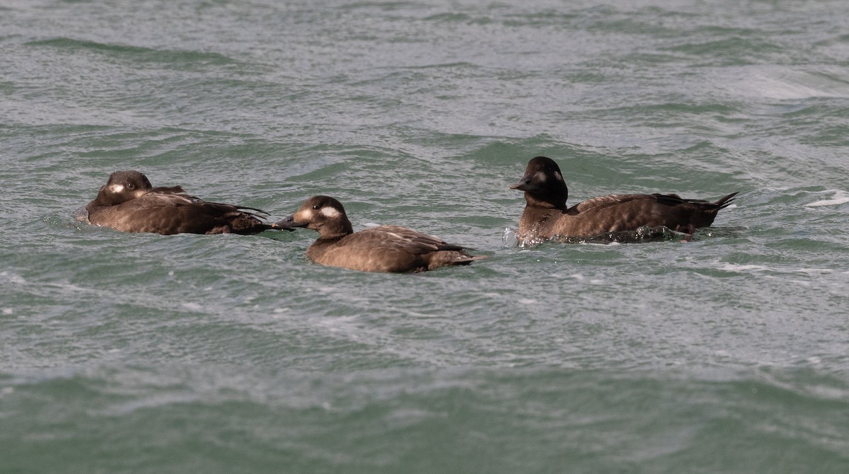 Белокрылый турпан - ML645616598