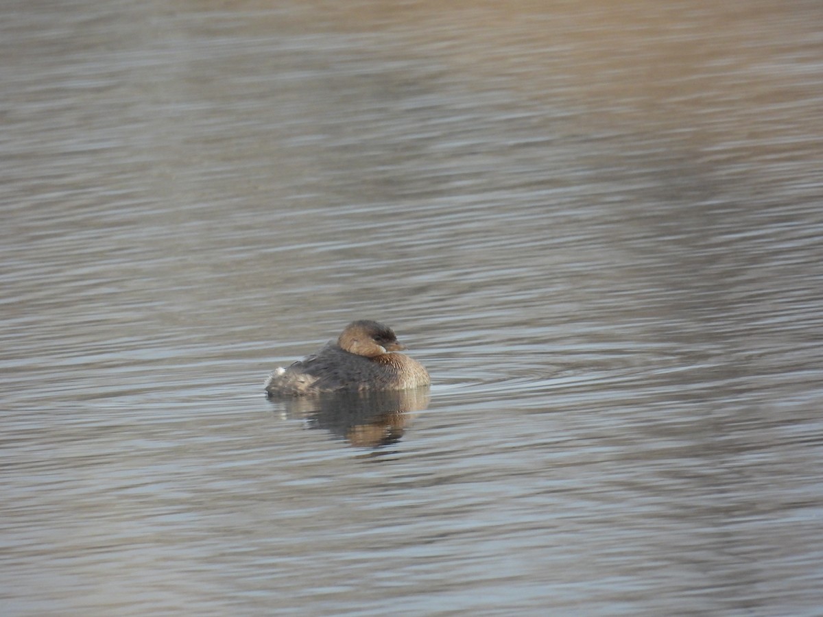 Пестроклювая поганка - ML645616612