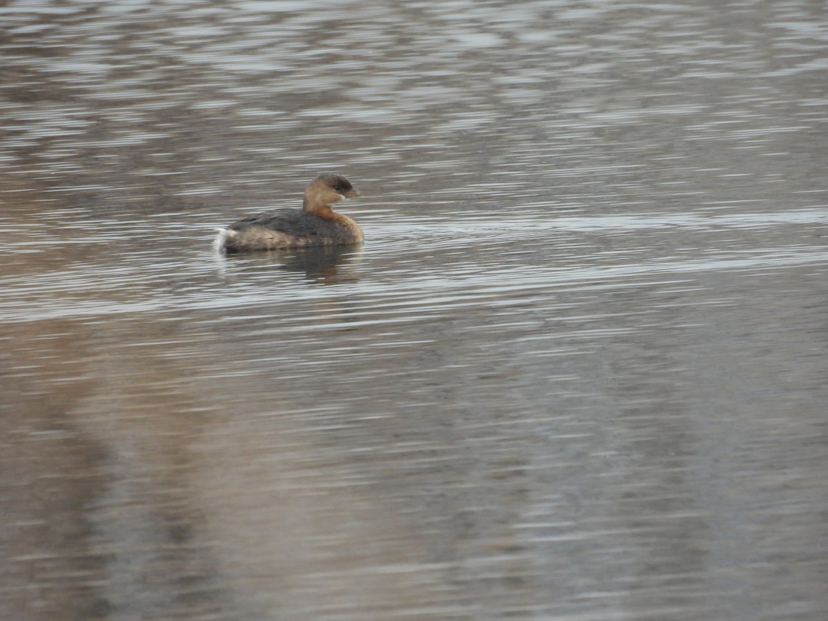 Пестроклювая поганка - ML645616613