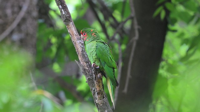 Краснолицая аратинга - ML645616615