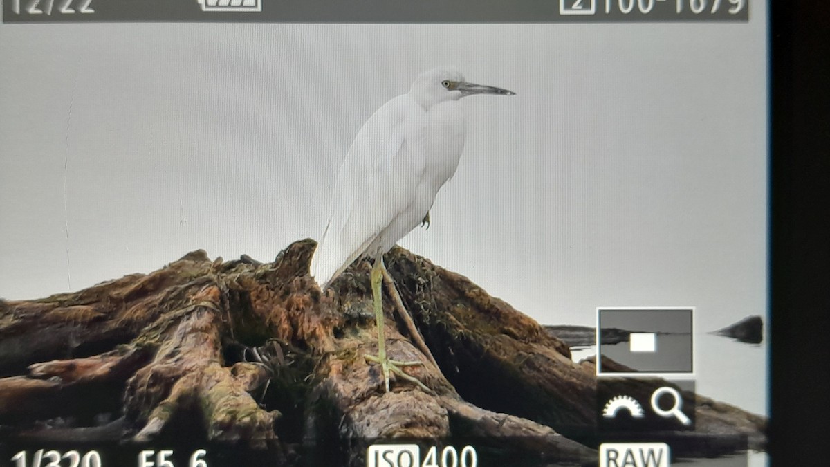 Малая голубая цапля - ML645616616