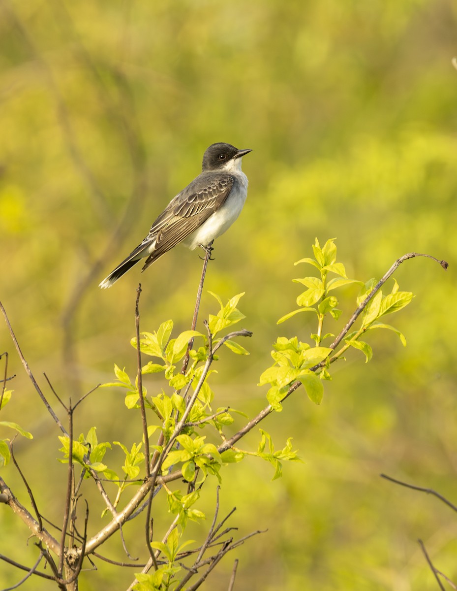 Восточный тиранн - ML645616617