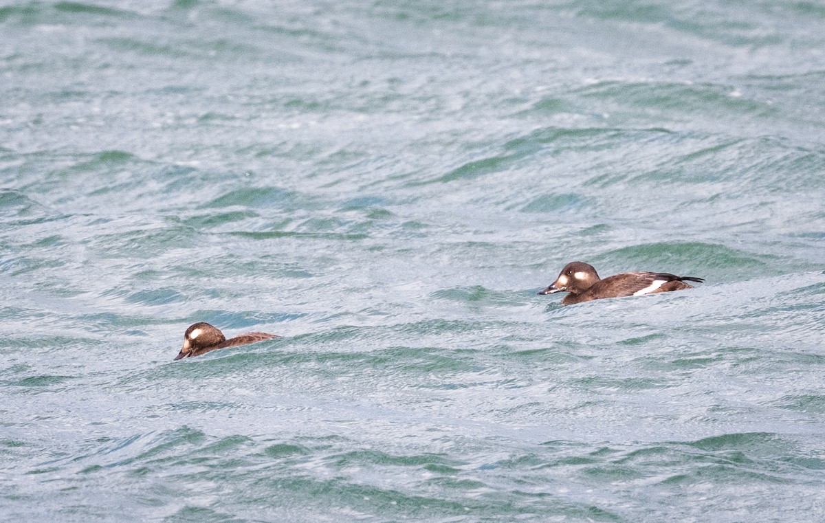 Белокрылый турпан - ML645616618