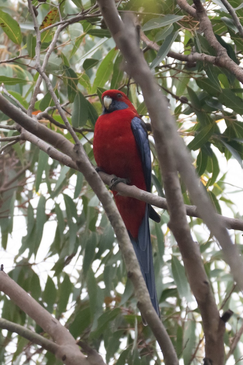 Crimson Rosella - ML645616636