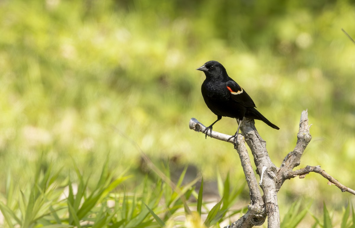 ハゴロモガラス - ML645616642