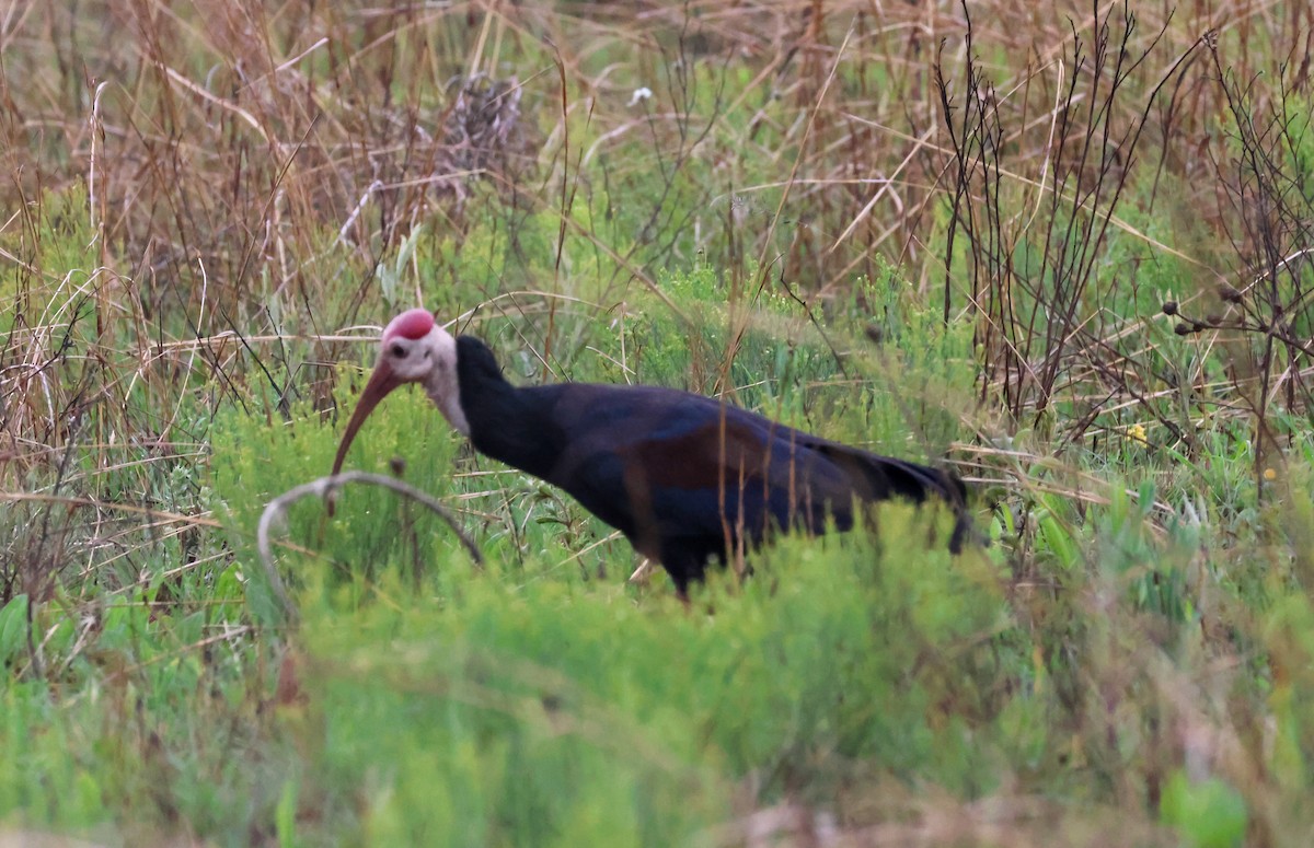 Southern Bald Ibis - ML645616649