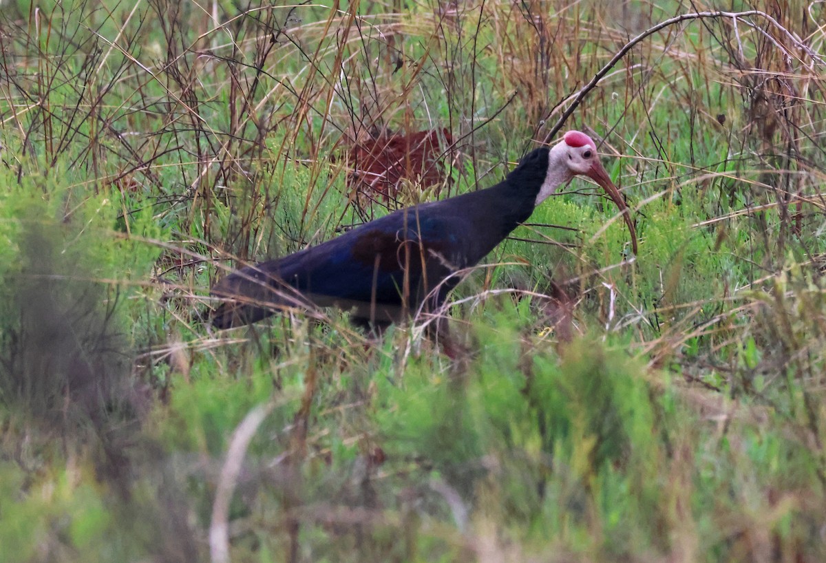 Southern Bald Ibis - ML645616650