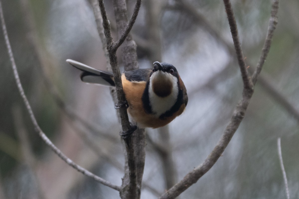 Eastern Spinebill - ML645616655