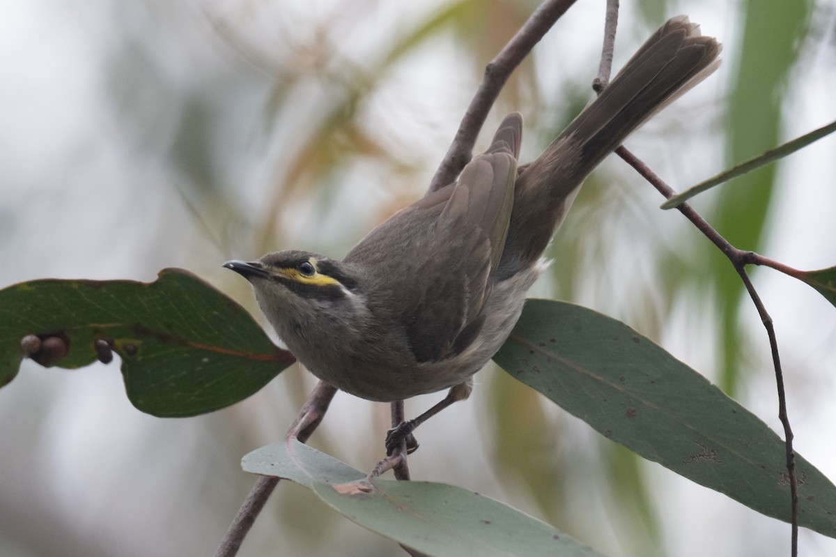 Yellow-faced Honeyeater - ML645616658