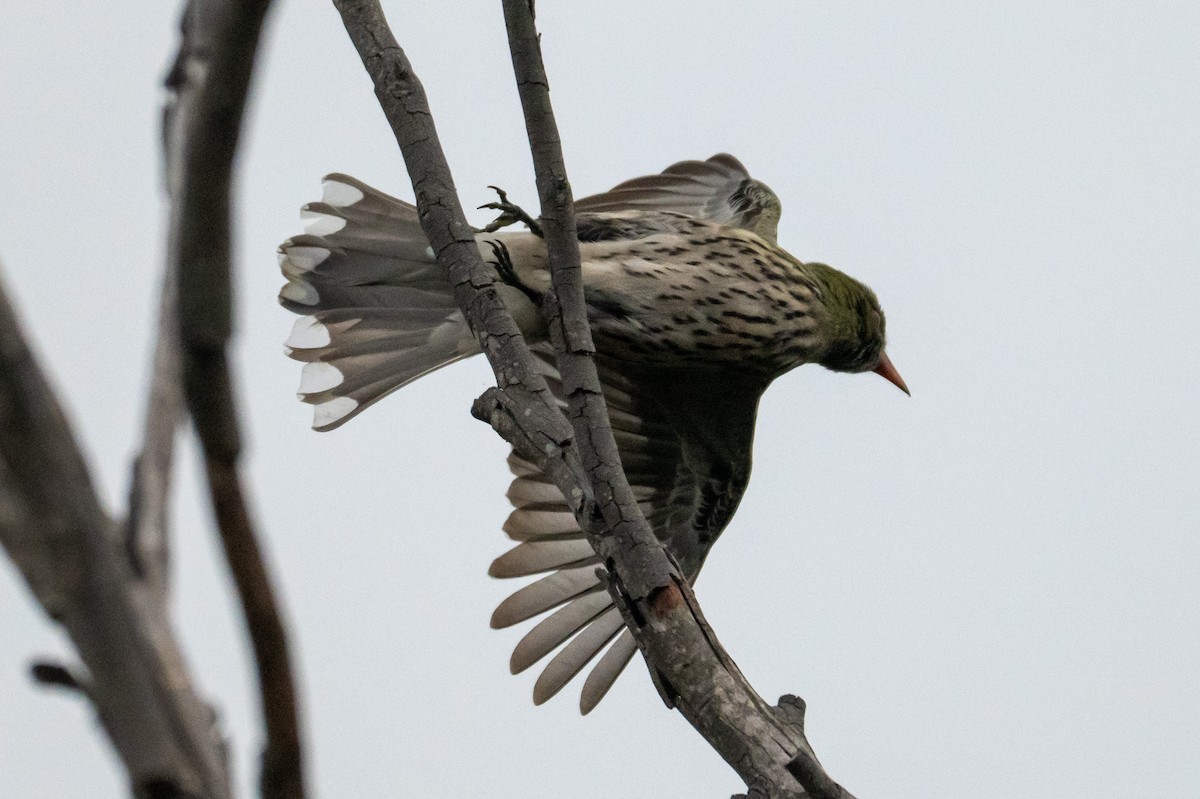 Olive-backed Oriole - ML645616665