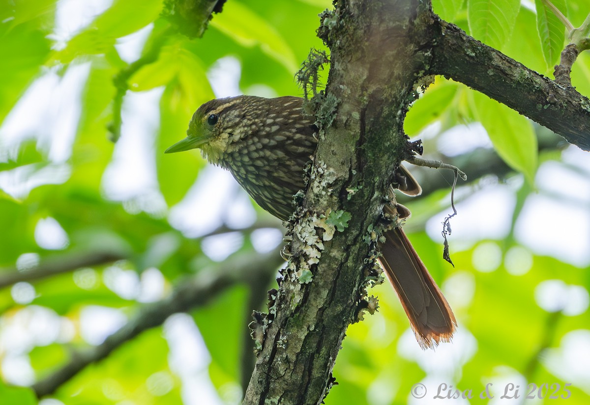 Buff-browed Foliage-gleaner - ML645616669