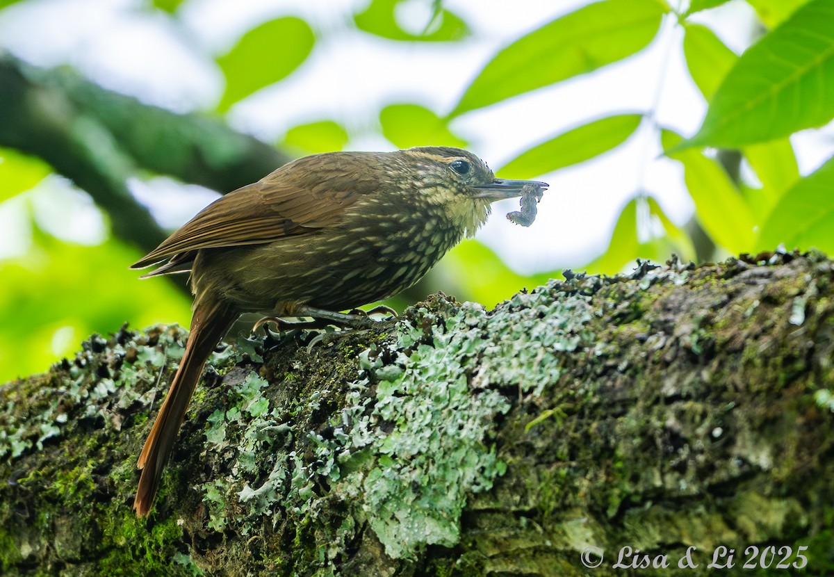Buff-browed Foliage-gleaner - ML645616670