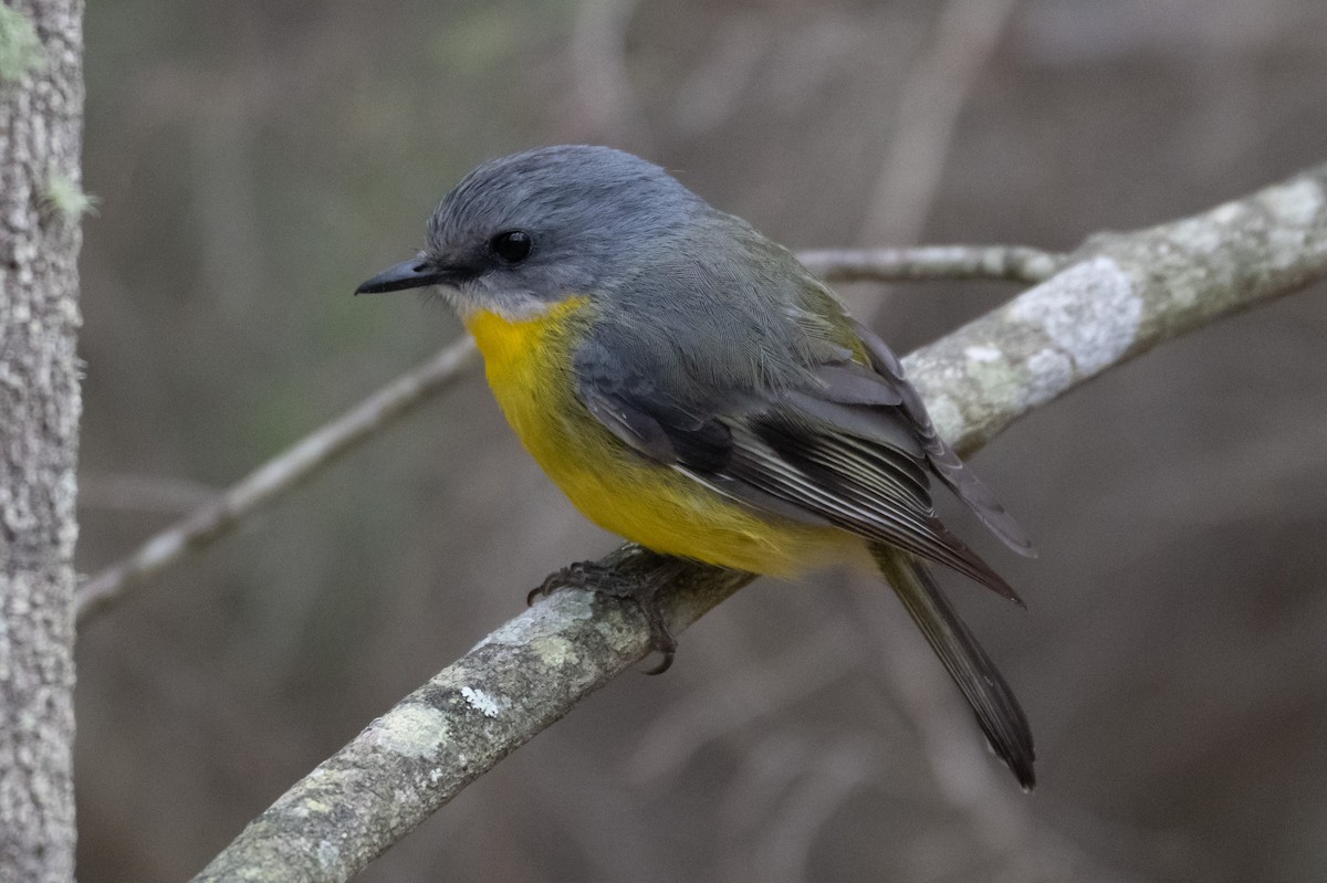 Eastern Yellow Robin - ML645616673