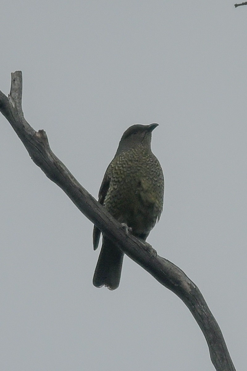 Satin Bowerbird - ML645616674