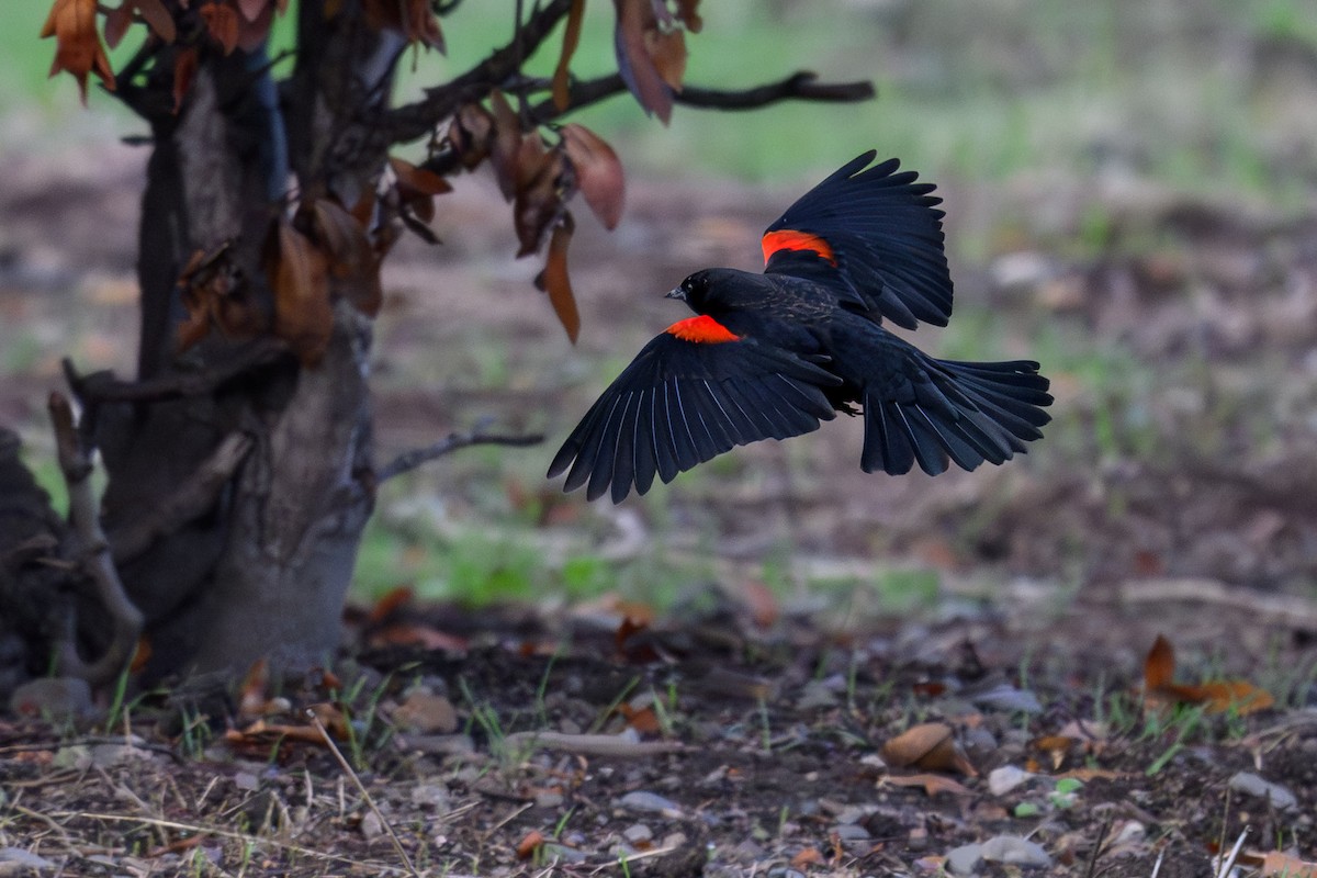 ハゴロモガラス - ML645616679