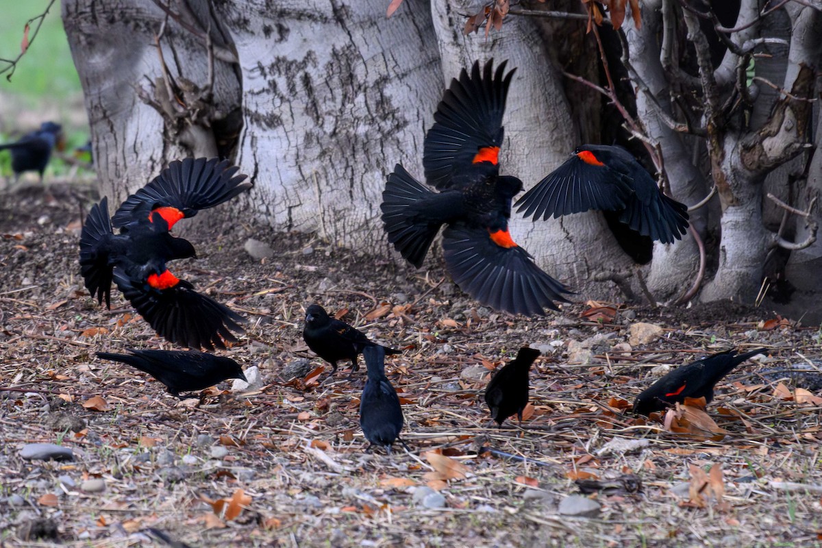 ハゴロモガラス - ML645616680