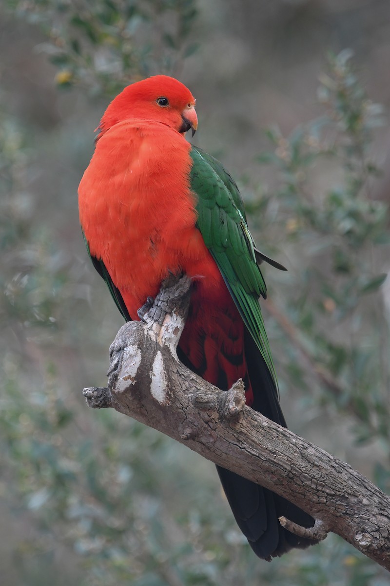 Königssittich - ML645616685