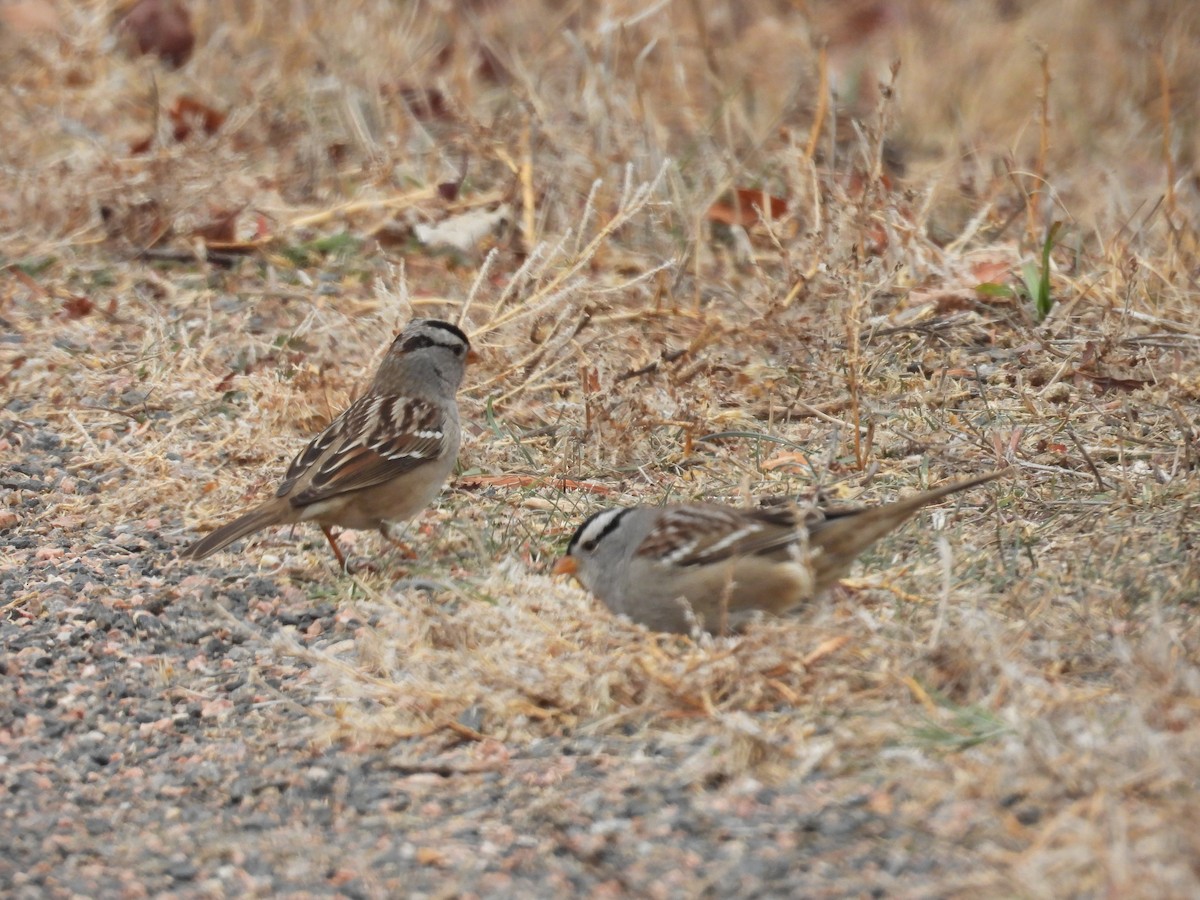 Dachsammer - ML645616693