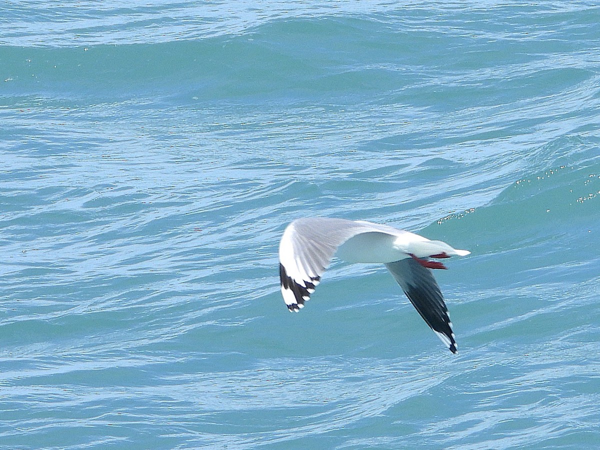 Silberkopfmöwe - ML645616694