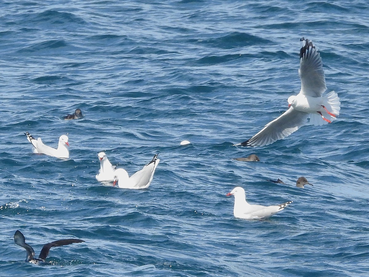 Silberkopfmöwe - ML645616695