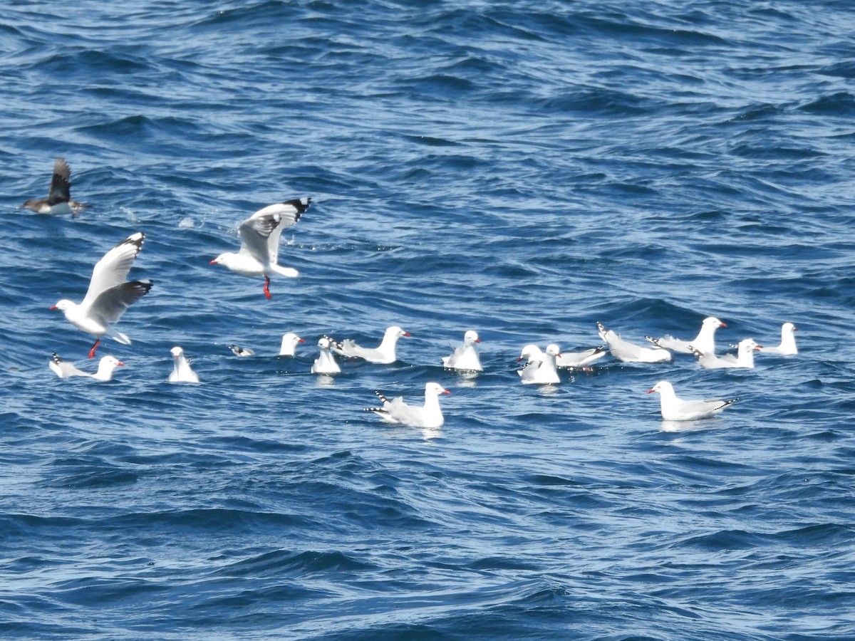 Silberkopfmöwe - ML645616697