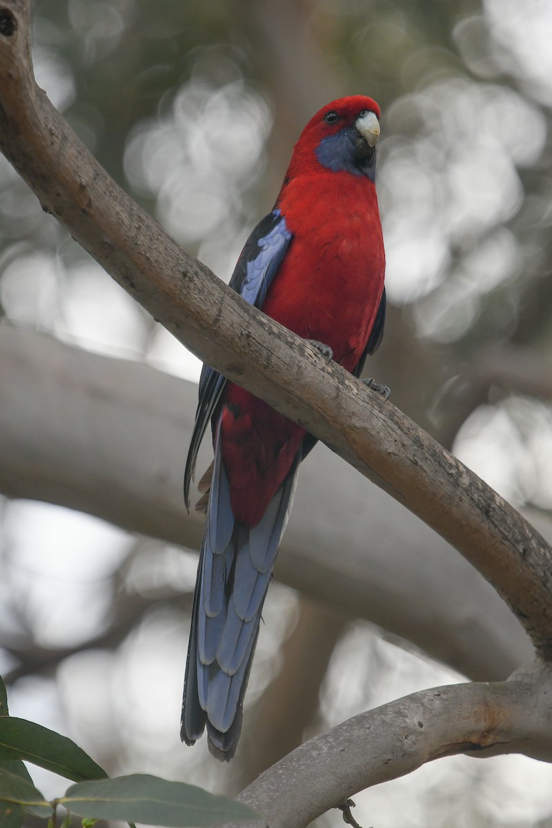 Pennantsittich [elegans-Gruppe] - ML645616698