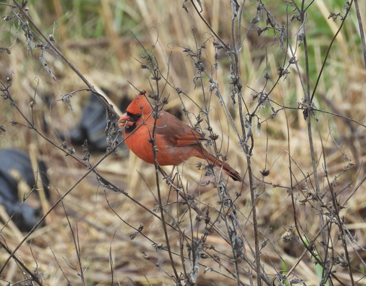 Rotkardinal - ML645616699