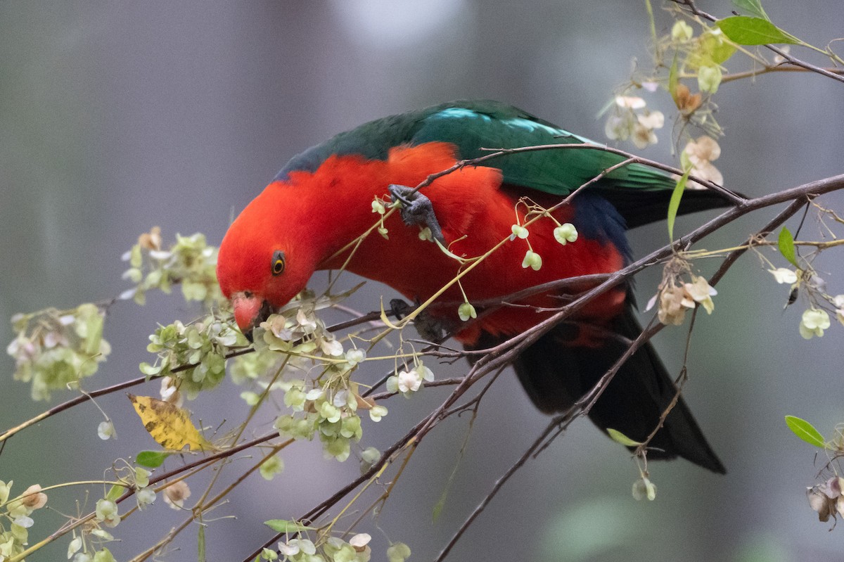 Königssittich - ML645616701