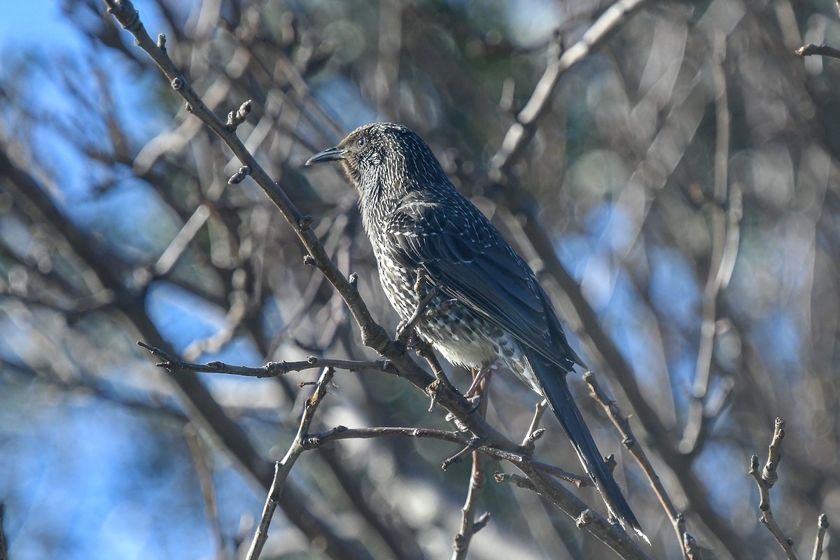 Zimtflügel-Honigfresser - ML645616702