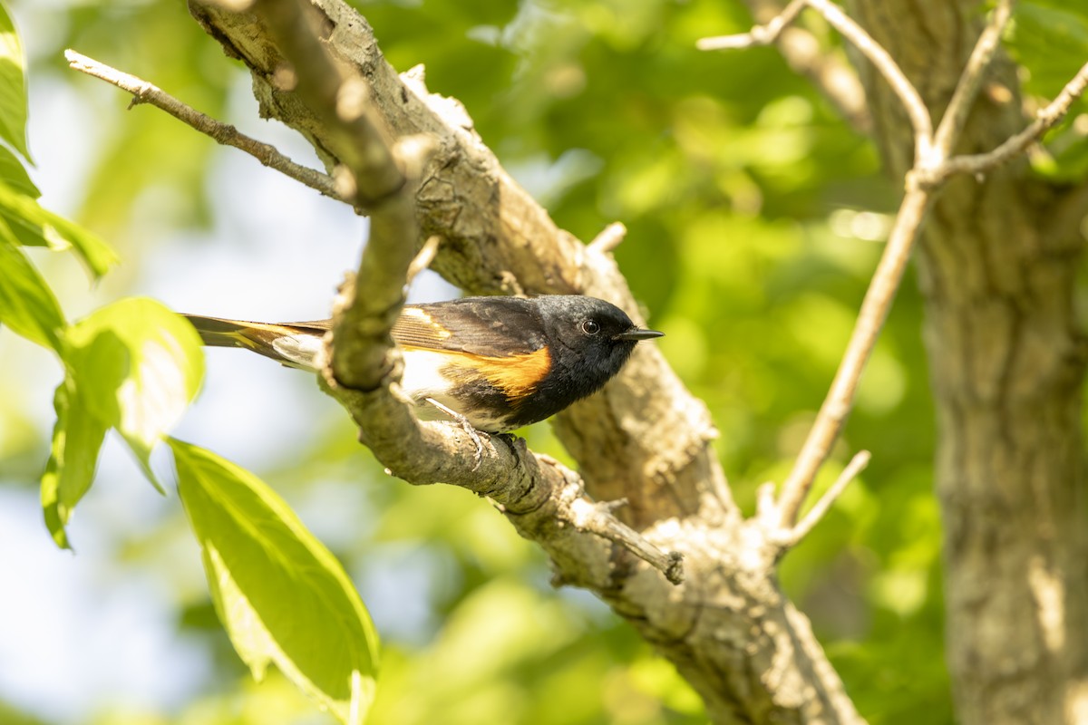 Rotschwanz-Waldsänger - ML645616703