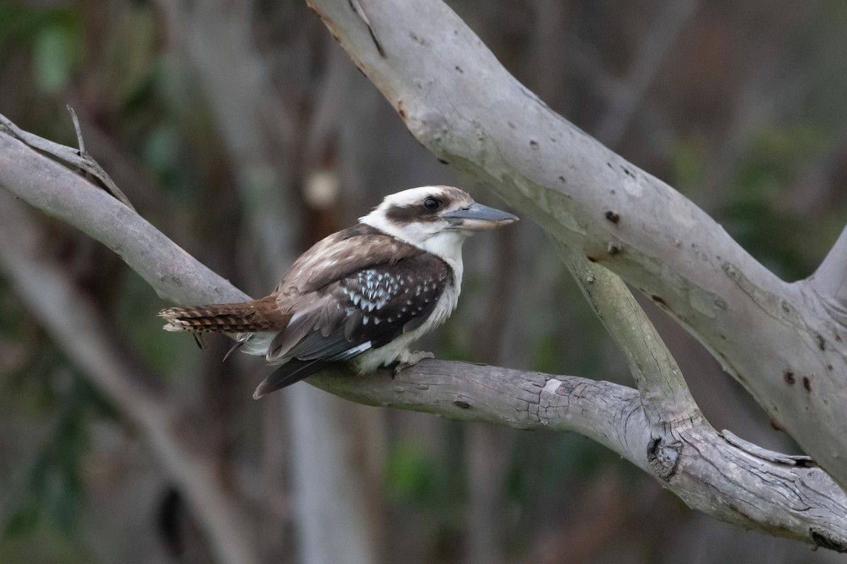 Jägerliest - ML645616704