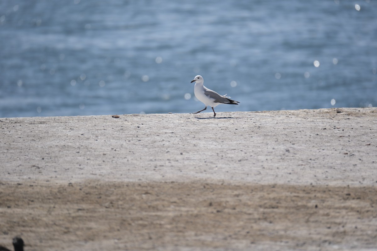 Hartlaubmöwe - ML645616706