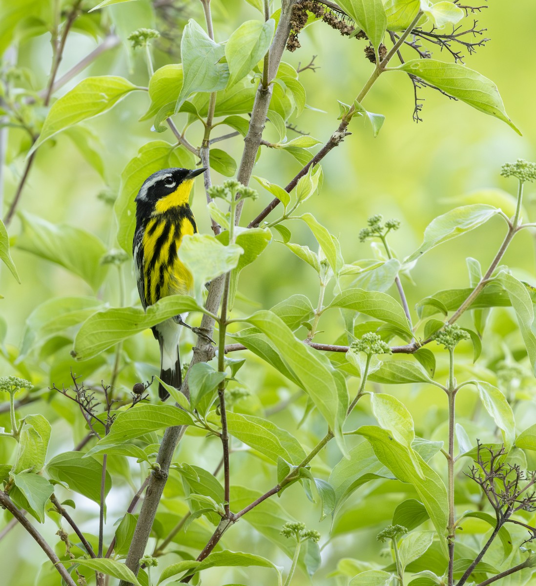 Magnolienwaldsänger - ML645616708