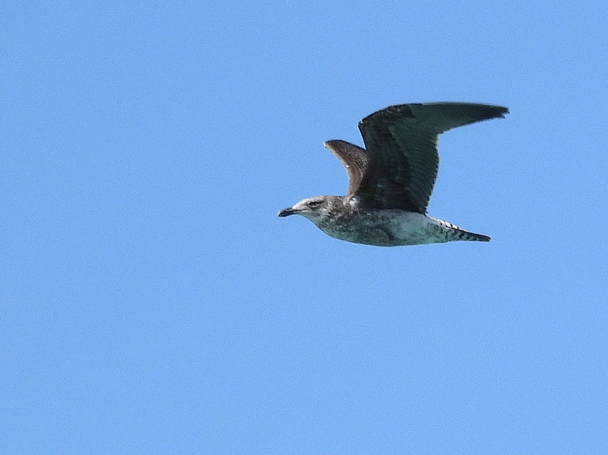 Dominikanermöwe - ML645616709