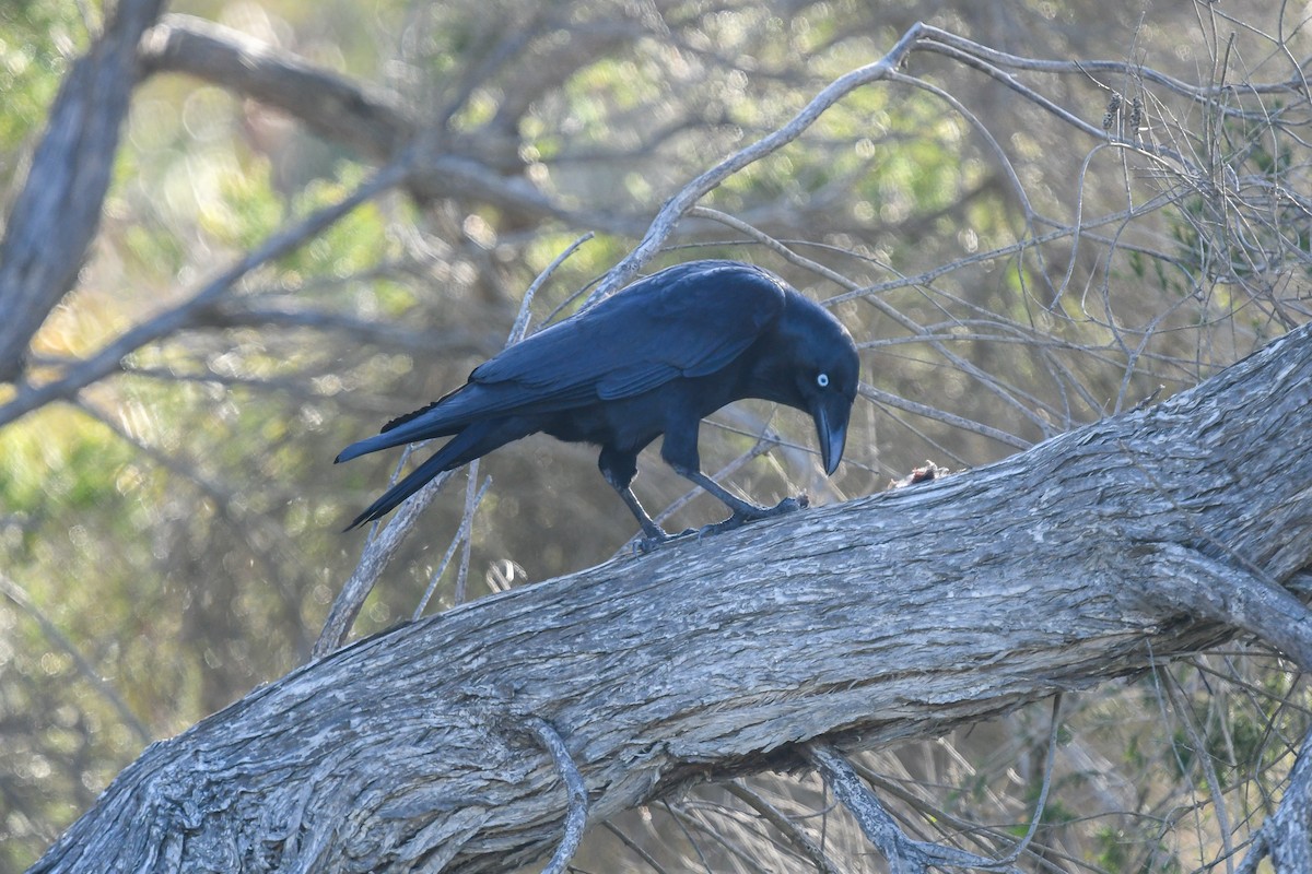 Tasmankrähe - ML645616710