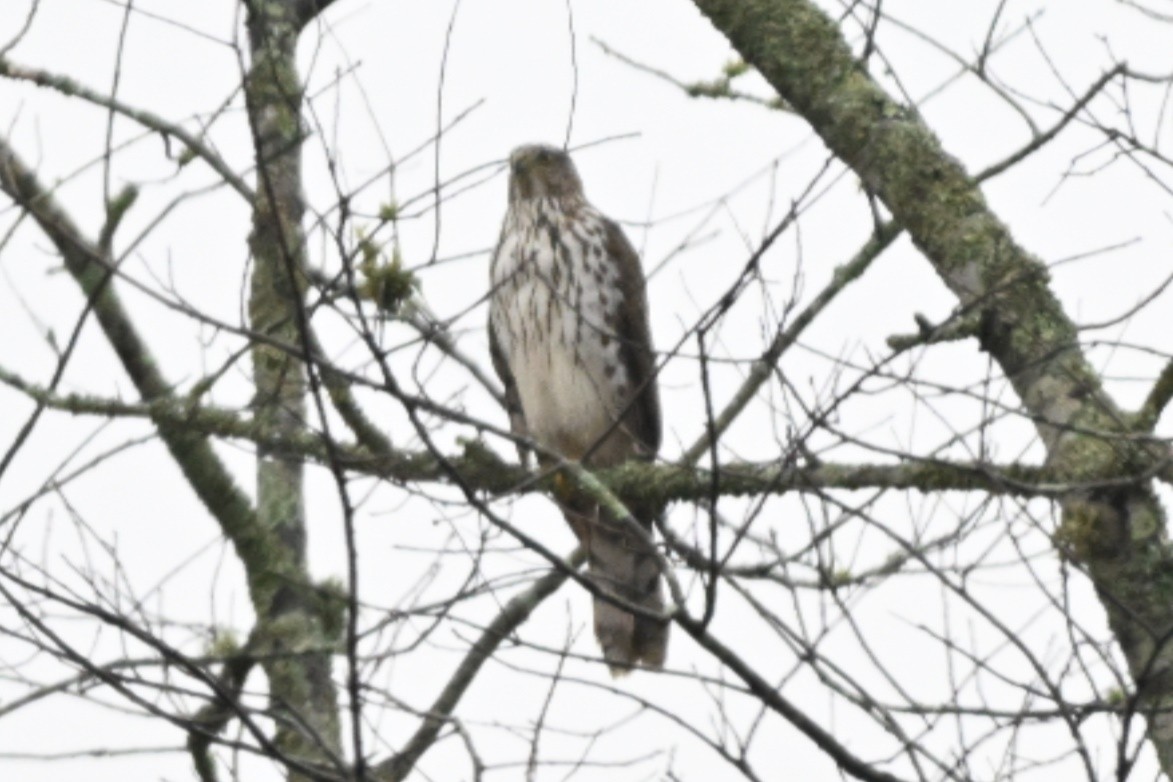 Rundschwanzhabicht - ML645616711