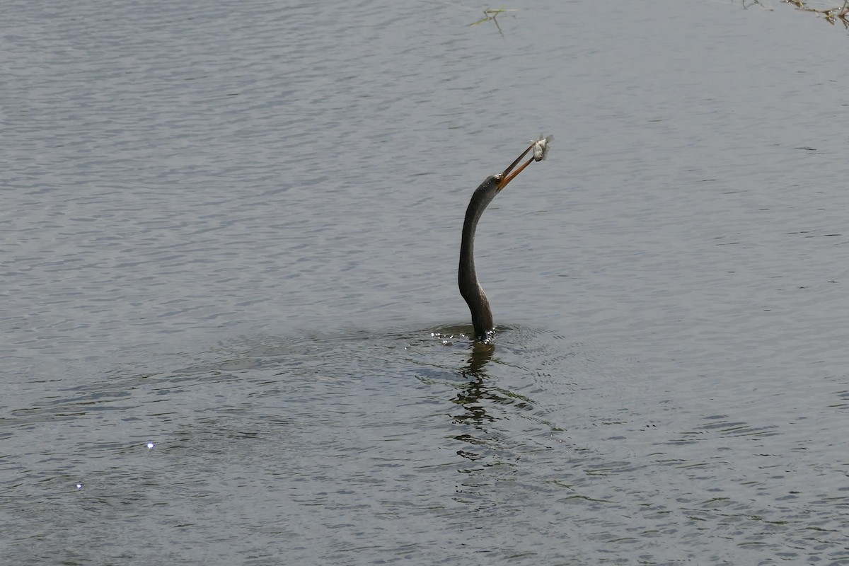 Amerika-Schlangenhalsvogel - ML645616712