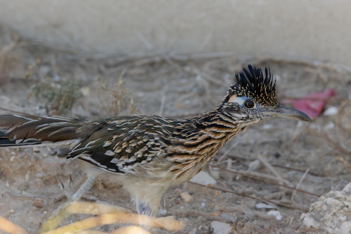 Wegekuckuck - ML645616713