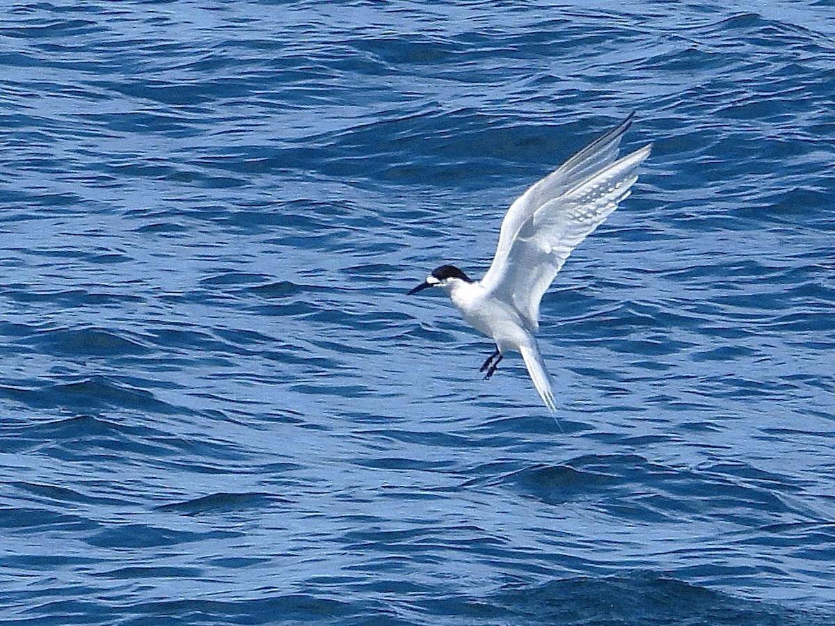 Weißstirn-Seeschwalbe - ML645616715