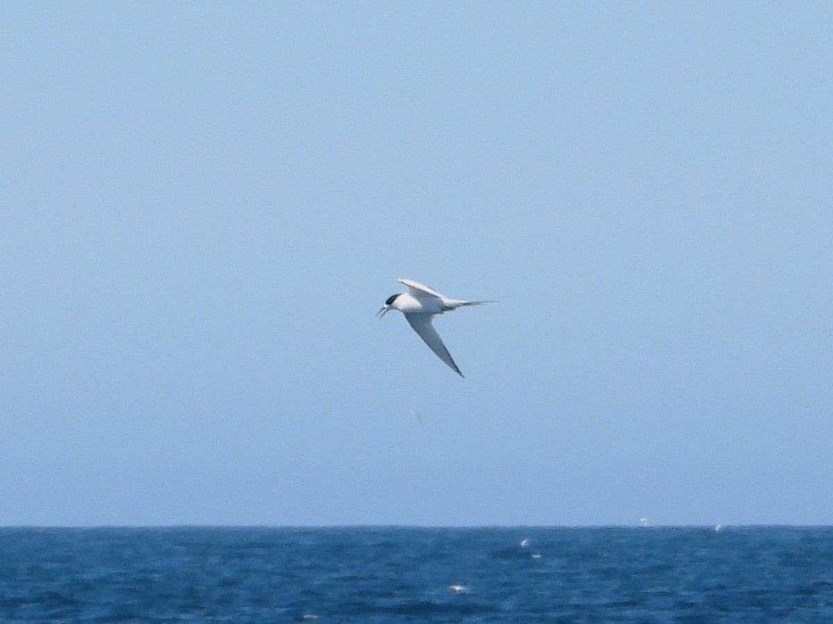 Weißstirn-Seeschwalbe - ML645616717