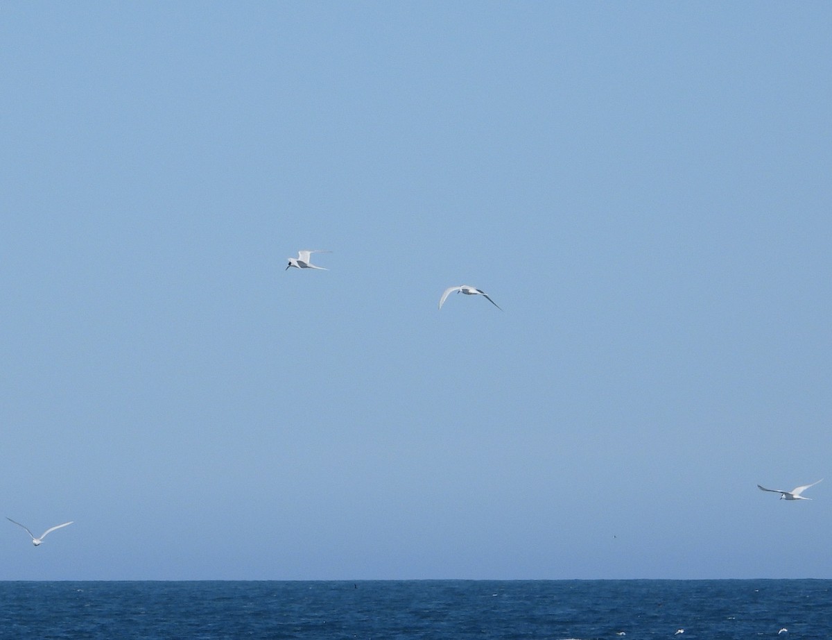 Weißstirn-Seeschwalbe - ML645616718