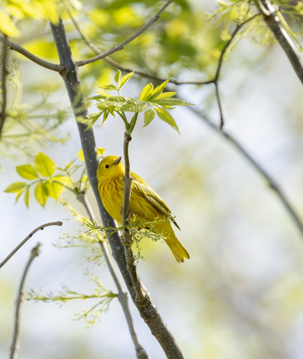 Goldwaldsänger - ML645616720