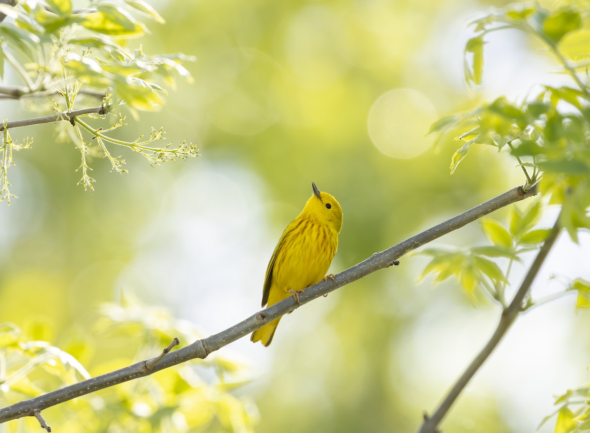 Goldwaldsänger - ML645616721